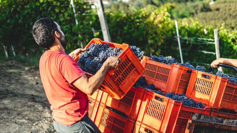 Ilja Gort vermogen bereikt vijf miljoen dankzij wijnbedrijf Harvesting Nebbiolo grapes in Serralunga, Italy. Grapes will be used in the process to make Barolo, one of the most famous red wine.